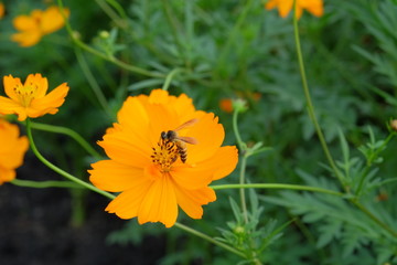 Closeup Bee on pollen of Beautiful Cosmos flowers blooming and blurred background