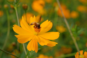 Closeup Bee on pollen of Beautiful Cosmos flowers blooming and blurred background