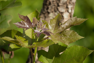 leaf of Green mix red Maple tree