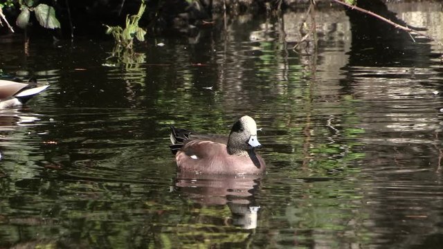 American Wigeon on pond