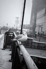 Urban Scene With Sea Gull