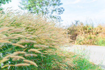 Obraz premium The way ahead