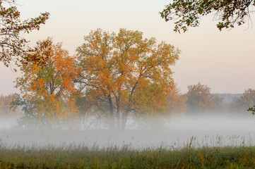 Fototapety  Jesienny las, mgła, poranek, wieczór, jasnożółte słońce. Rzadko piękny stan prirody.Okres czasu między północą a południem, zwłaszcza od wschodu do południa.