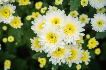 Chrysanthemum white at farm