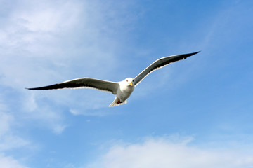 seagull