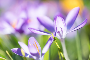 Purple crocuses in spring, close up, natural light. limited depth of field