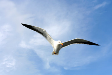 seagull
