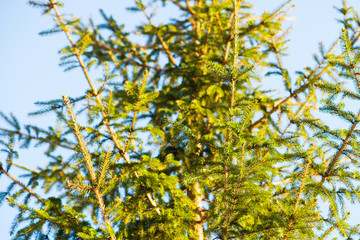 Brightly lit green spruce tree branches and needles