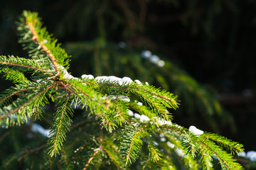Green branches of a snow covered spruce tree