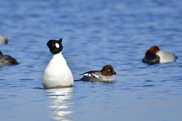 Naklejka premium Schellenten während der Balz