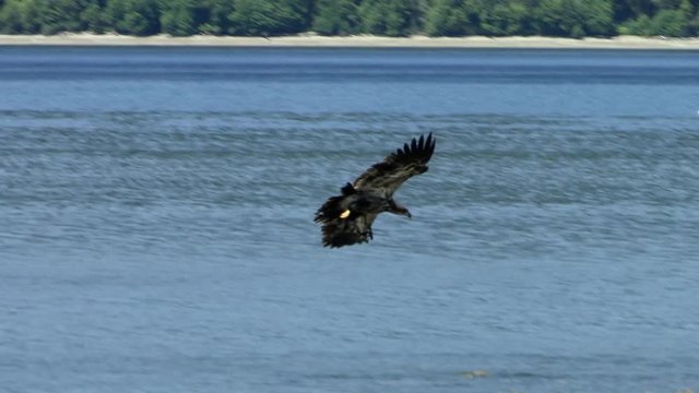 Juvenile Bald Eagle dives toward water and grabs a fish.