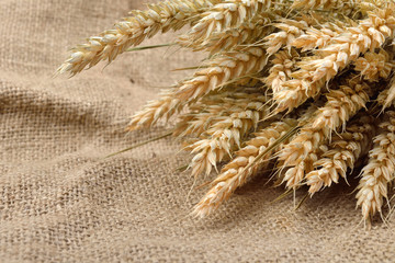 Ears of wheat over burlap background with copy space. Canvas background. Rural scene