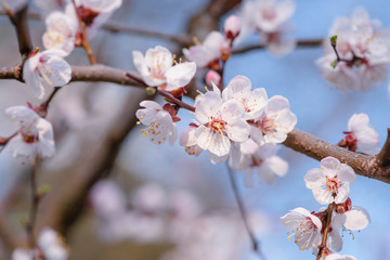 Japanese apricot Prunus mume in full bloom