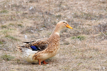 Domestic duck on the farm