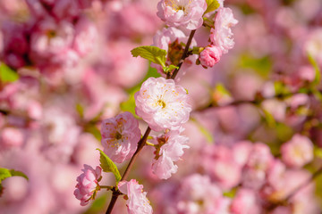 Pink flowers of a flowering plum, or Prunus triloba at sunset