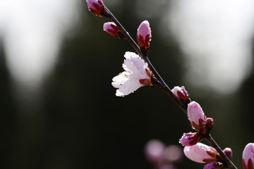 In full bloom in the peach blossom