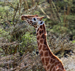 Giraffe on the background of a thundercloud in Lake Nakuru - Kenya, Africa
