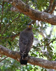 Crested serpent eagle, Spilornis cheela spilogaster, Sri Lanka