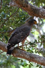 Crested serpent eagle, Spilornis cheela spilogaster, Wilpattu, Sri Lanka