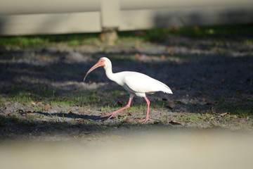White Ibis