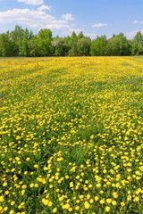 Obraz premium dandelion blossom yellow spring field in nature.