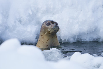 氷から顔を出したゴマフアザラシ
