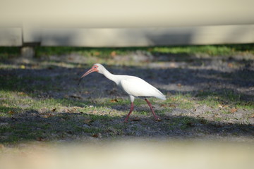 White Ibis