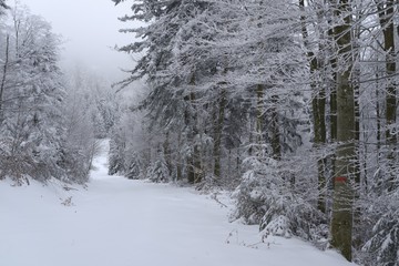 Foret vosgienne en hiver