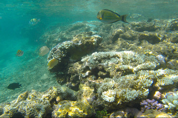 beautiful coral reef in the ocean