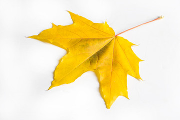 texture, background. Maple Leaves yellow shades of red and gold. the leaf of the maple, used as an emblem of Canada. On a white background.