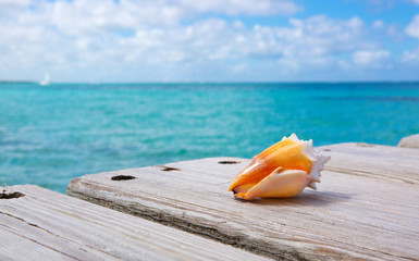 Sea shell on wooden background.