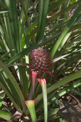 fresh pineapple in tropics