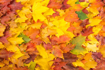 Plakat Texture, pattern, background. Maple leaves in autumn a tree or shrub with lobed leaves, winged fruits, and colorful autumn foliage.