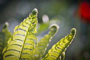 Fern structure