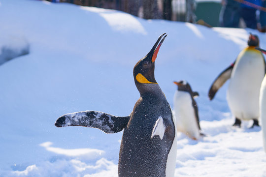 羽ばたくキングペンギン