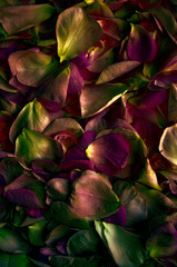 Fototapeta na wymiar Fresh petals rose. Flower petals on textured background