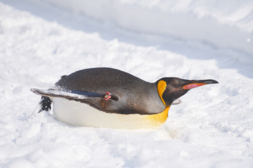 雪の上を滑るキングペンギン