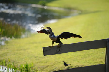 Anhinga