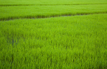 Rice field