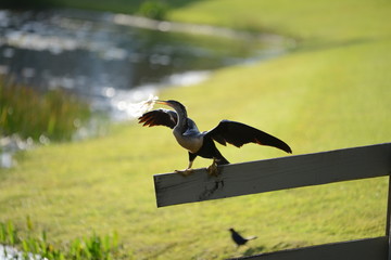 Anhinga