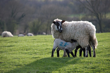 Feeding Lamb