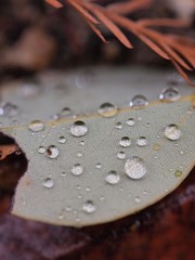 Raindrops