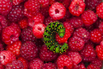 Green caterpillar on raspberry background