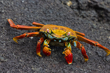 Granchio rosso della Galapagos