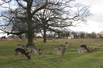 Deer in Richmond Park