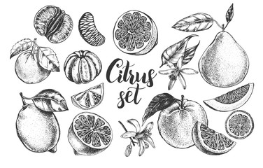 nk hand drawn set of different kinds of citrus fruits. Food elements collection for design, Vector illustration. - 138346363