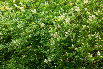White bird cherry in the spring. background.