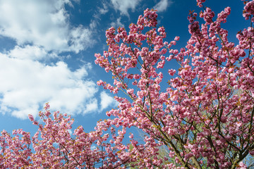 Japanese cherry blossoms