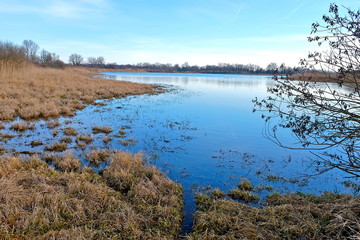 VEGETATION SUR ETANG