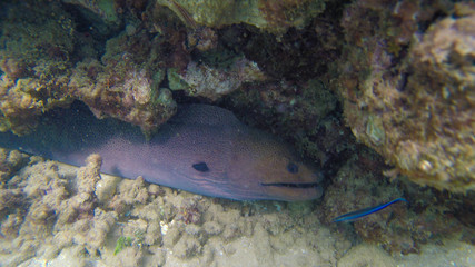 moray closeup in the ocean